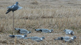 Kyyhkynkuva, Live Pigeon kuorikuva