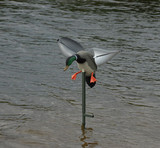 Py�riv�siipinen sorsa, Mojo Wind Duck
