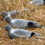 Kyyhkynkuva, Live Pigeon Fullbody