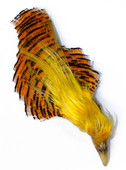 Golden Pheasant Complete Head