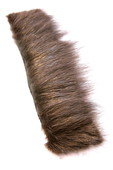 Nutria body, Eumer