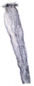 Vaihtohavas syvyys 80cm, Dida