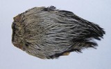 Indian Cock Neck Natural, Medium