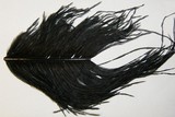 Ostrich