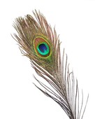 Riikinkukon silm�h�yhen, Eumer