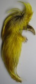 Golden Pheasant Topping Crest