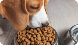 Koiranruoka ja tarvikkeet