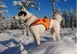 Kardog Jeri kelluttava huomioliivi - Koiratarvikkeet - 6430067781750 - 1