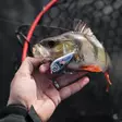 Rapala Snare 6cm 16g - Lusikat - SN50 - 5