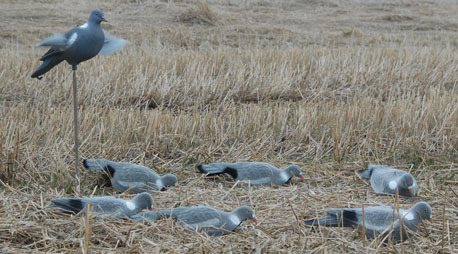 Kyyhkynkuva, Live Pigeon kuorikuva - Houkutuskuvat - 0699900003220 - 1