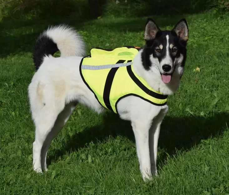 NordicDog Dina GPS-Koiraliivi - Koiratarvikkeet - 643801432470 - 1