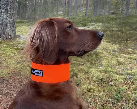 Kardog Huomiopanta, kuminauhajousto - Koiratarvikkeet - 6430067780471 - 1