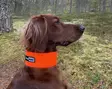 Kardog Huomiopanta, kuminauhajousto - Koiratarvikkeet - 6430067780471 - 1