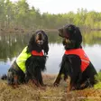 Koiran huomioliivi UKKO, Finnero - Koiratarvikkeet - 6438406007592 - 4