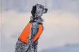 Non-Stop koiraliivi Hunting cover - Koiratarvikkeet - 707165201742 - 6
