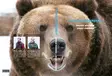 Svensk Björnjakt -kirja - Jahtielokuvat ja Dvd:t - 0699900006382 - 1