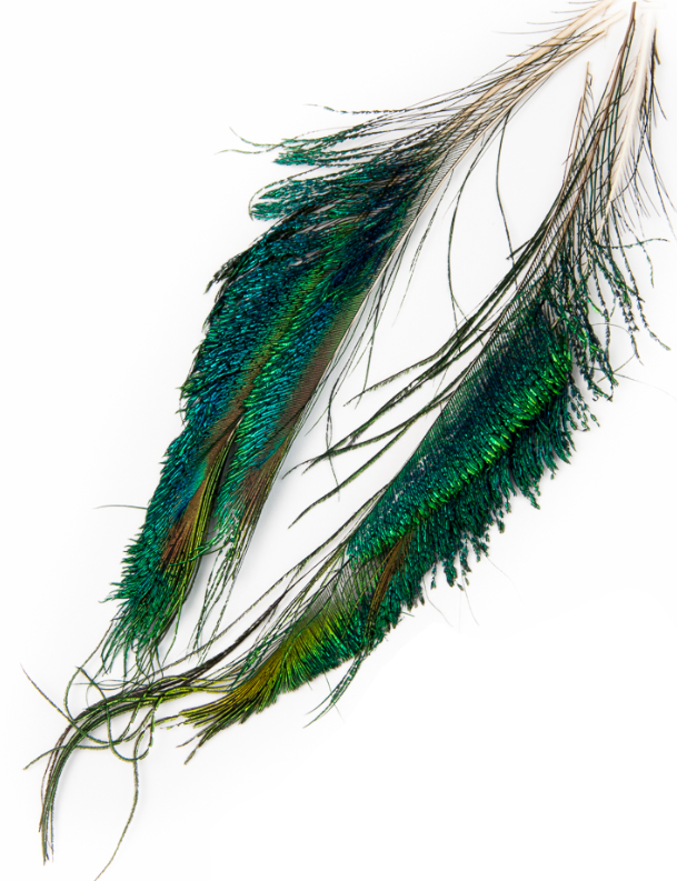 Veniard, Peacock Sword Tails - Luonnolliset perhomateriaalit - 005352604203 - 1