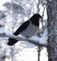 Varis, houkutuskuva - Houkutuskuvat - 0699900004814 - 2