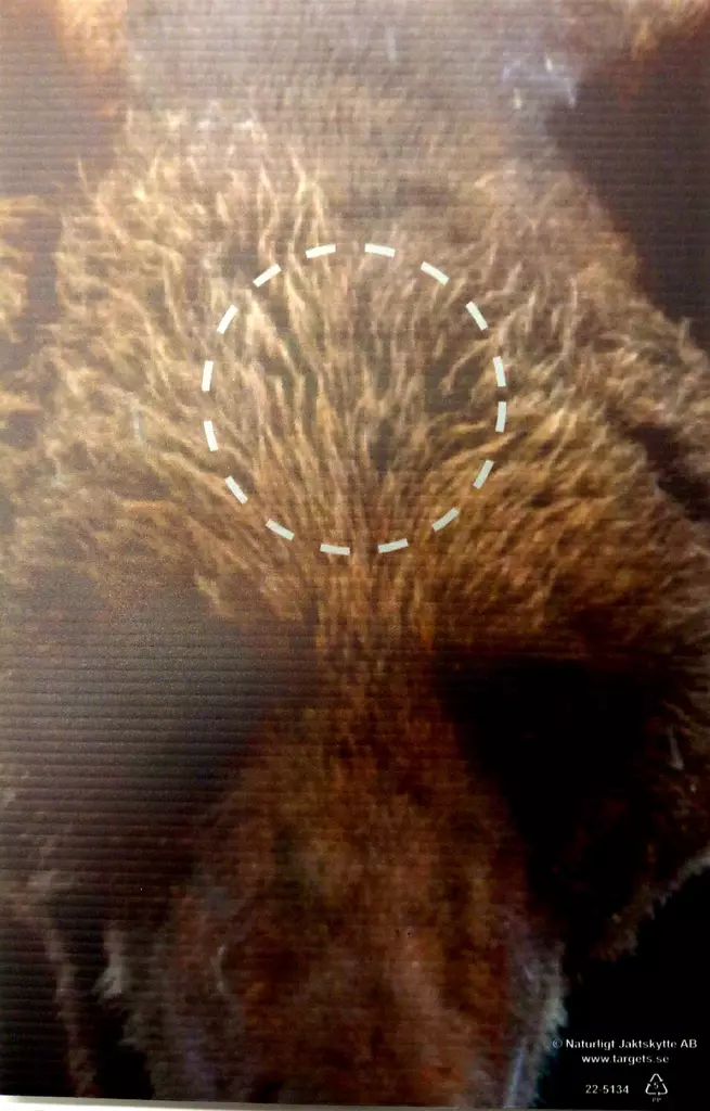 Targets ampumataulu, Karhu osumaalue etu - Taulut ja taulutarvikkeet - 22-5134 - 1