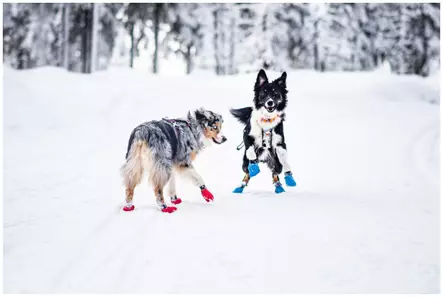 Non-Stop koirantossut 4kpl Siniset - Koiratarvikkeet - 1335 - 2