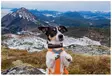 Non-Stop Rock Collar, koiran kaulapanta - Koiratarvikkeet - 7071652015555 - 4