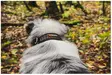 Non-Stop Rock Collar, koiran kaulapanta - Koiratarvikkeet - 7071652015555 - 5