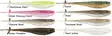 Rapala Mooch Minnow 8,8cm - 6kpl - Jigit ja Shadit - CCMMN35 - 1