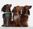 Tickless mini DOG, punkkikarkoitin - Erätarvikkeet ja Varusteet - 5999566450265 - 2