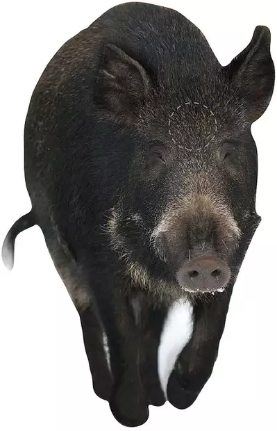 Targets ampumataulu, Emakko edestä - Taulut ja taulutarvikkeet - 22-5106 - 1