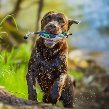 Tavi Dummy, HP&G - Koiratarvikkeet - 4250392318856 - 2