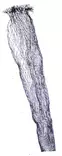 Vaihtohavas, monofiili, syvyys 60cm - Kalastushaavit - 6430010611646 - 1
