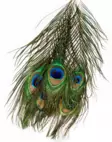 Veniard, Peacock Eye Tops - Luonnolliset perhomateriaalit - 053526042016 - 1