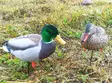 GHG Pro-Grade Full Body Mallards, Active - Houkutuskuvat - 0700905722167 - 1