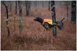 Non-Stop metsästystakki protector vest - Koiratarvikkeet - 1747 - 6