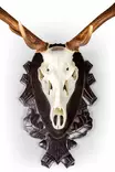 Trofeekiinnike, peura 60-80mm - Trofee tuotteet - 4250392536717 - 4