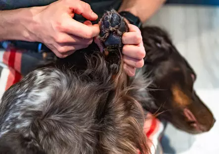 Non-Stop Paw Care, tassusuoja - Koiratarvikkeet - 7071652020398 - 2