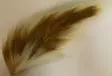 Bucktail, Peuranhäntä kokonainen - Luonnolliset perhomateriaalit - 0699900008188 - 1