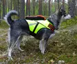 Kardog Jehu kelluttava Gps- huomioliivi - Koiratarvikkeet - 20150588888 - 4