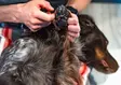 Non-Stop Paw Care, tassusuoja - Koiratarvikkeet - 7071652020398 - 2