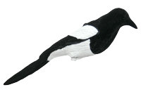 Harakkakuva, Live Magpie Fullbody - Houkutuskuvat - 0699900007648 - 1