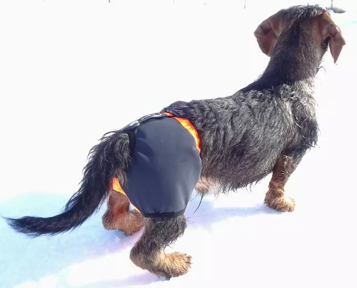 Kardog Kaapo Kivessuoja - Koiratarvikkeet - 643006778378 - 1