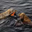 Finnero Wave, kelluva koiranlelu - Koiratarvikkeet - 6438406010219 - 3