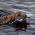 Finnero Wave, kelluva koiranlelu - Koiratarvikkeet - 6438406010219 - 2