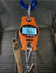 Genzo elektroninen riistavaaka 300kg - Muut lihankäsittelytuotteet - 7333080043449 - 2