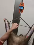 Genzo elektroninen riistavaaka 300kg - Muut lihankäsittelytuotteet - 7333080043449 - 3