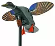 Mojo Robosorsa, Mini Mallard Drake - Houkutuskuvat - 0816740004099 - 1