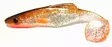 Orka Shad 18cm jigi, 1kpl - Jigit ja Shadit - 2020-S - 17