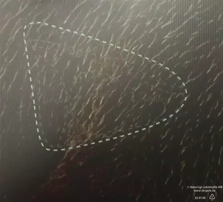 Targets ampumataulu, Karhu osumaaluesivu - Taulut ja taulutarvikkeet - 22-513XX - 1