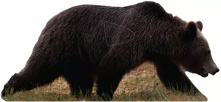 Targets ampumataulu, Karhu sivusta - Taulut ja taulutarvikkeet - 22-510X - 1