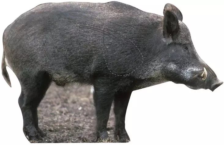 Targets ampumataulu, Villisika sivusta - Taulut ja taulutarvikkeet - 22-510Y - 1